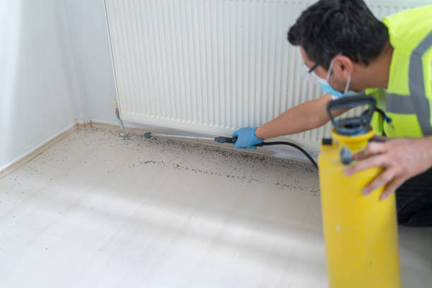 Best Ant Control Services  in Nissequogue, NY